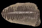 Pecopteris Fern Fossil (Pos/Neg) - Mazon Creek #87717-2